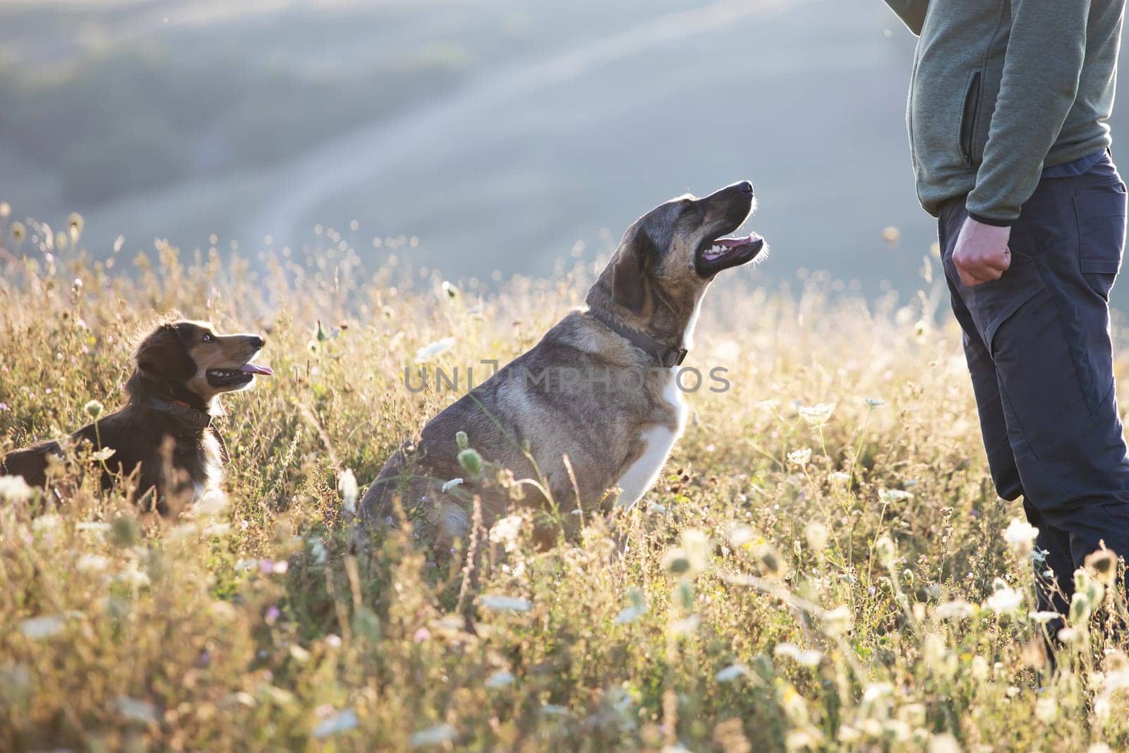 Man teaching and training his dogs outdoor in summer sunset.