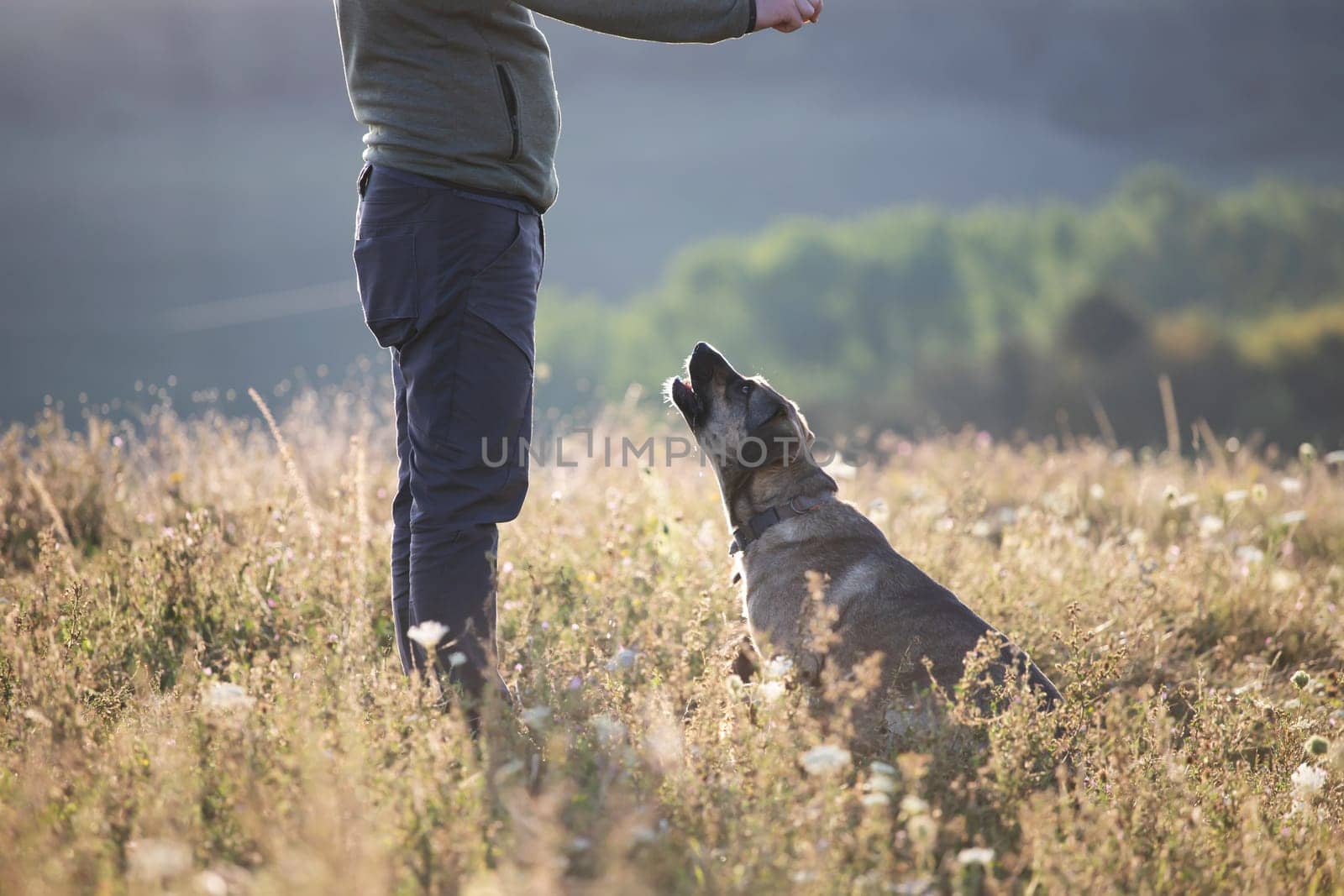 Man teaching and training his dogs outdoor in summer sunset.