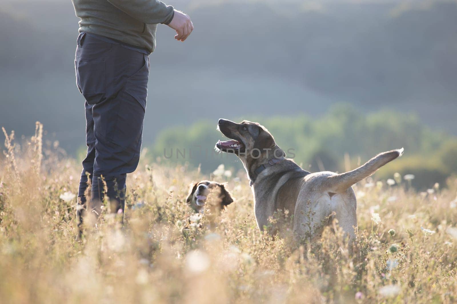 Man teaching and training his dogs outdoor in summer sunset.