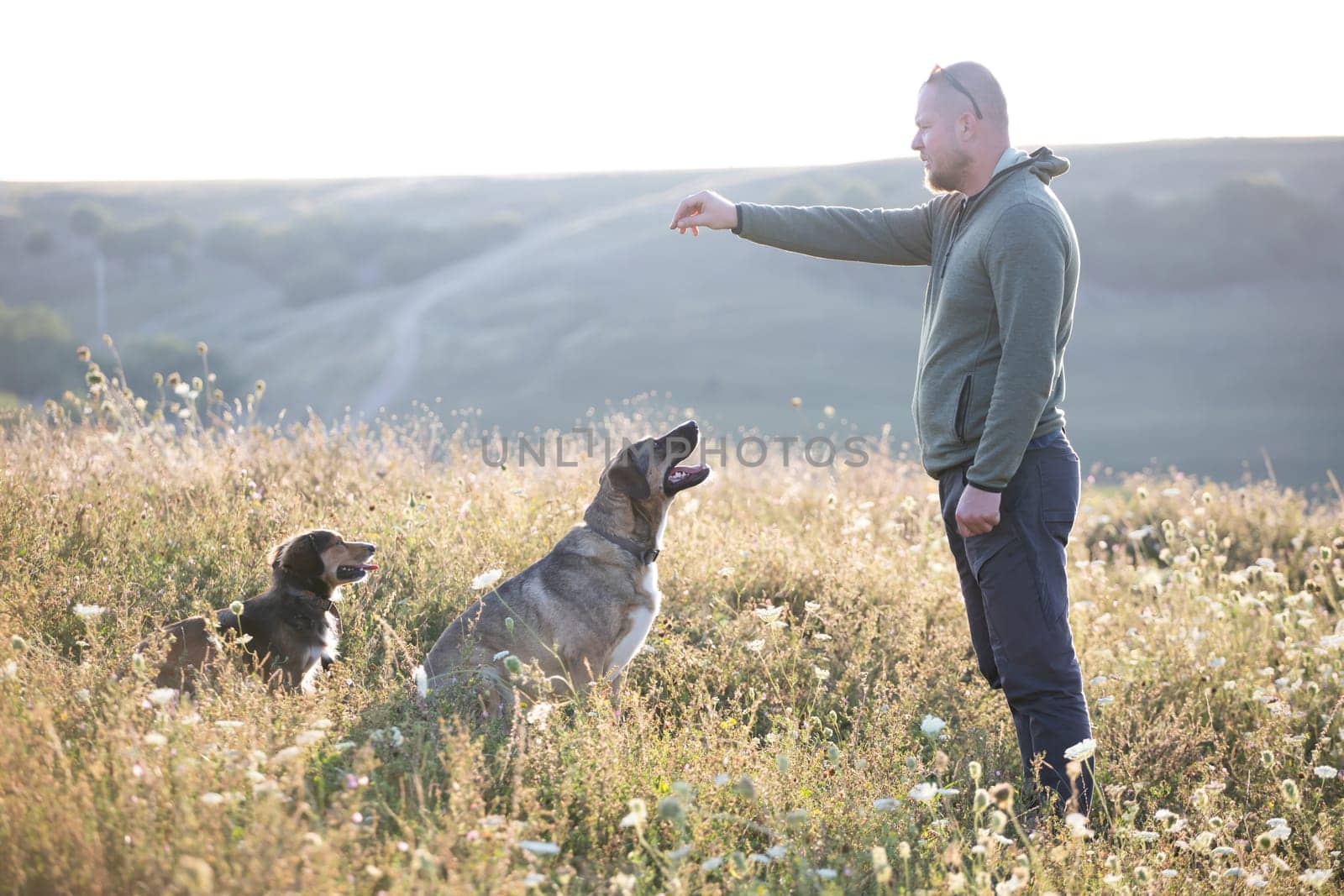 Man teaching and training his dogs outdoor in summer sunset.