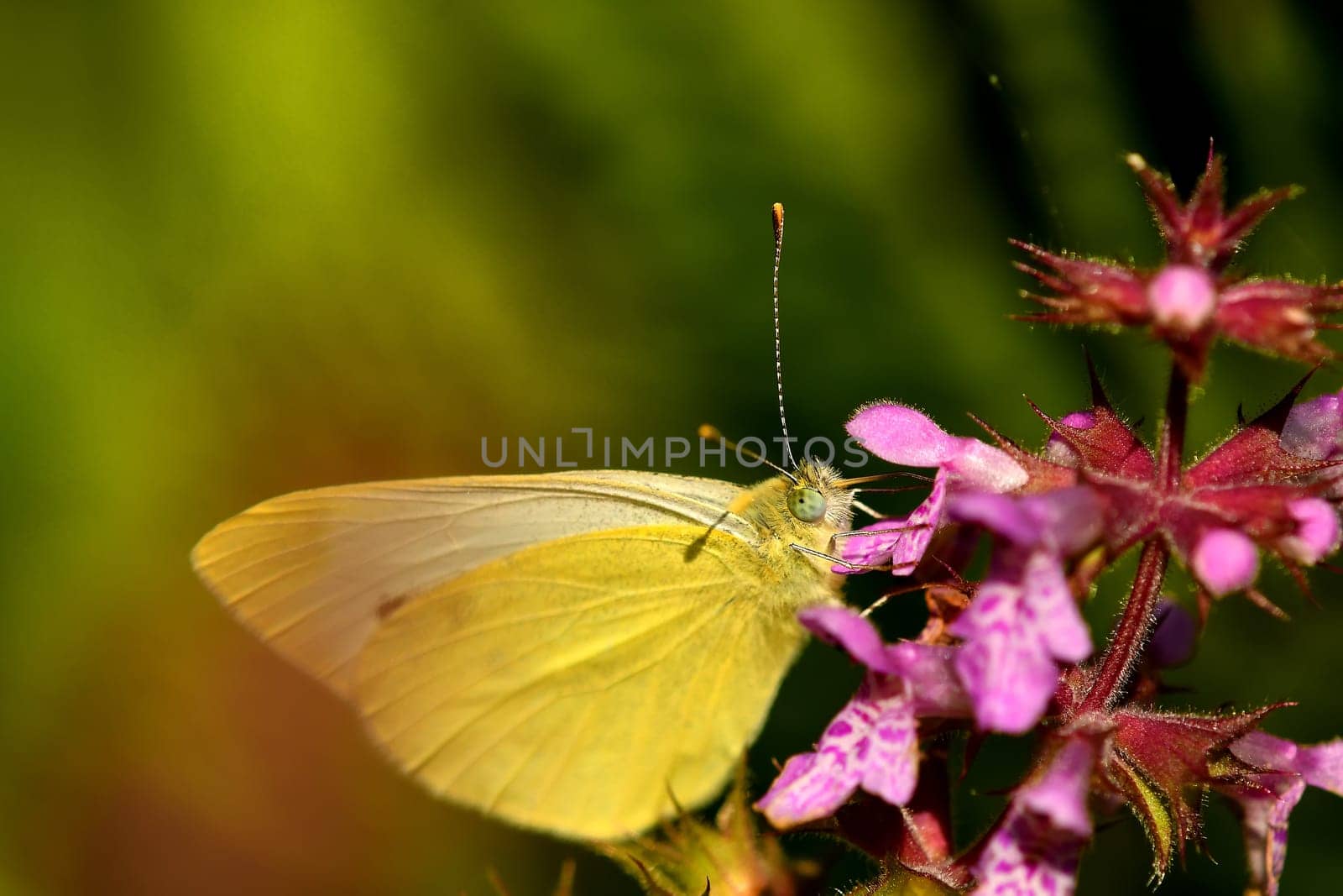 cabbage butterfly on a flower