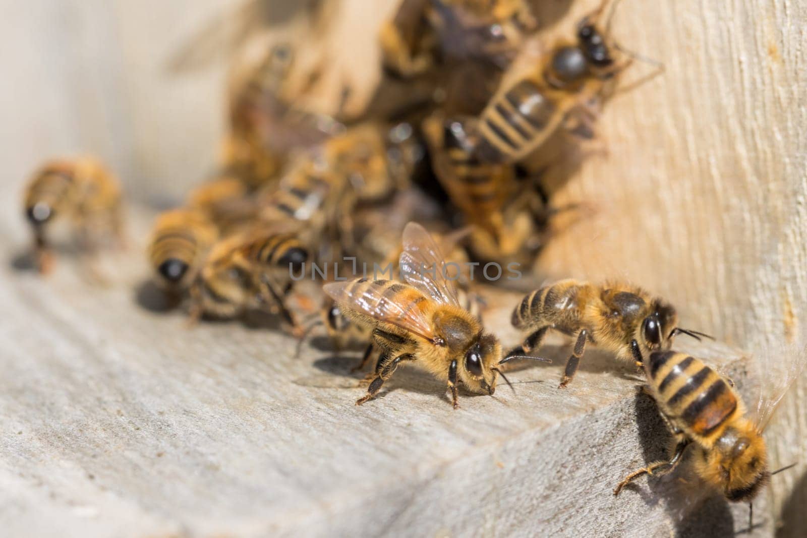 The beekeeping animal is waiting in row for its flight collecting nectar. Important insect apis mellifera for environment and ecology.