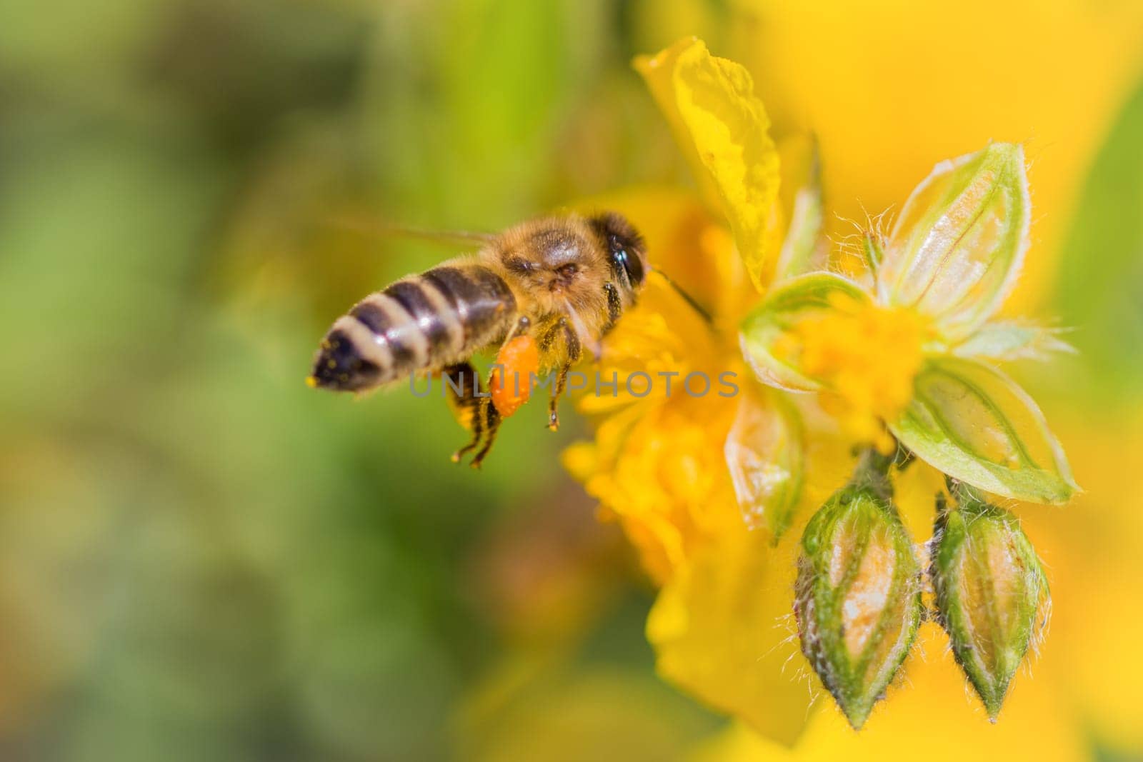 Animal flying to pollination. Important insect for environment ecology ecosystem. Awareness of nature climate change sustainability.