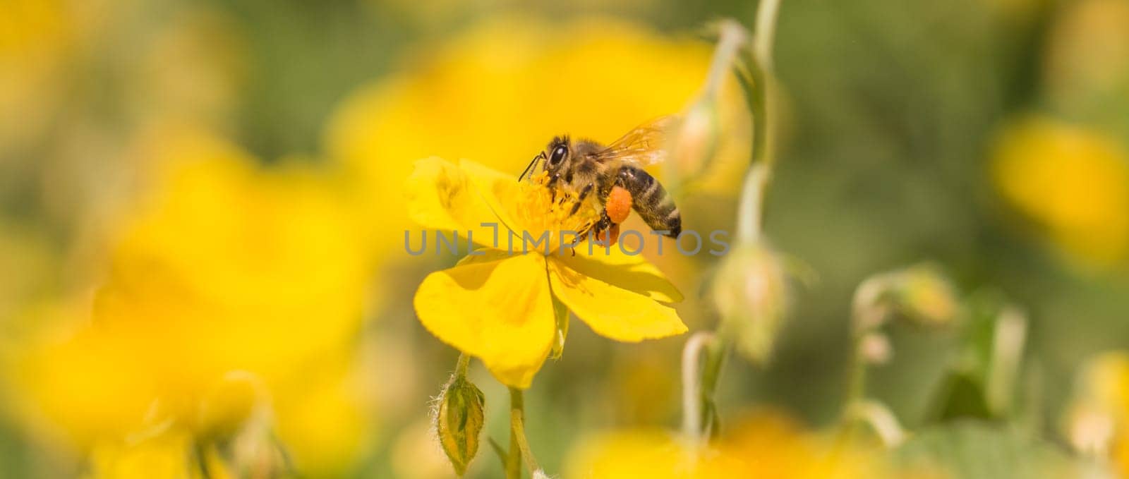 Closeup of insect in its ecosystem environment. Animal is flying to flowers busy working collect nectar. Important species protection.