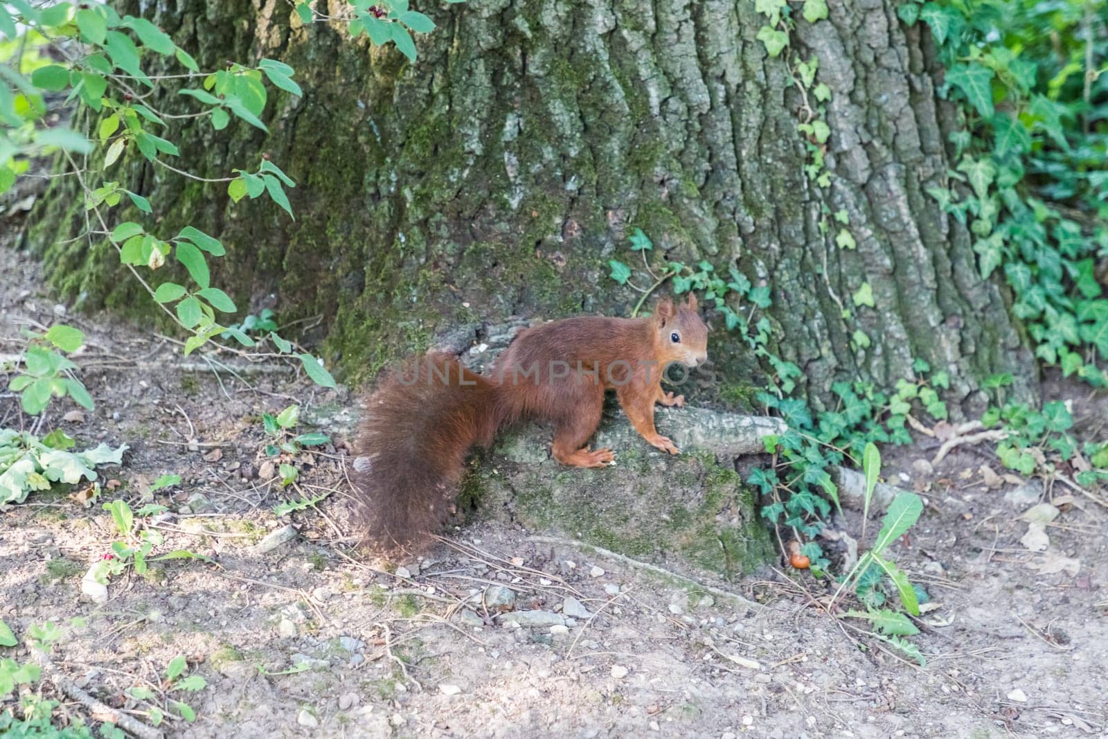 Wildlife mammal animal in wild forest. Cute shy rodent creature in nature environment collecting and eating acorns in summer autumn.