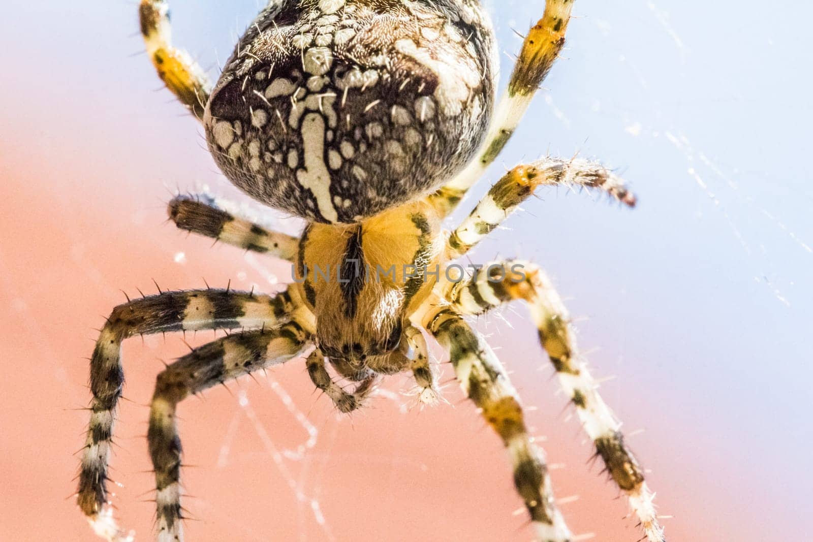 Disgusting animal for arachnophobic or arachnophobia people. The insect in its trap web visualizes the dangerous thread of nature.