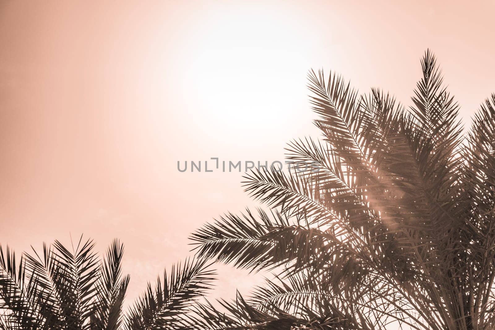 Sun light shines through leaves of palm. Beautiful wanderlust travel journey symbol for vacation trip to southern holiday dream island