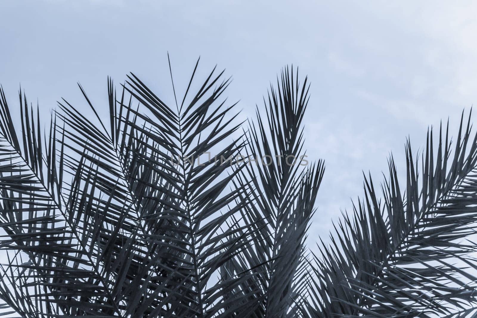 Sun light shines through leaves of palm. Beautiful wanderlust travel journey symbol for vacation trip to southern holiday dream island
