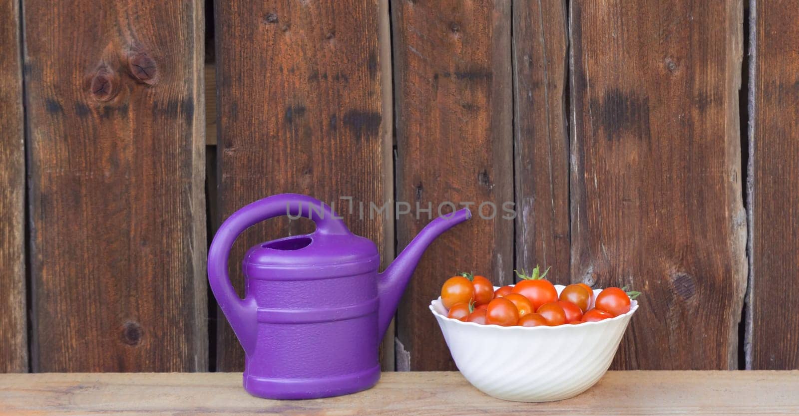 Gardening fresh and juicy vegetables from farming agriculture. Organic nature solanum bio tomato food on wooden copyspace panorama.