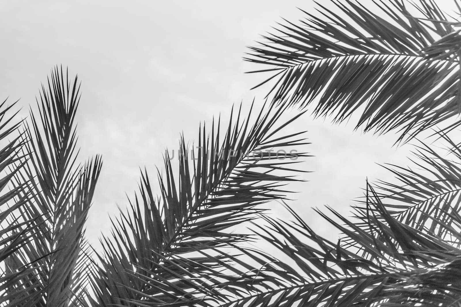 Sun light shines through leaves of palm. Beautiful wanderlust travel journey symbol for vacation trip to southern holiday dream island