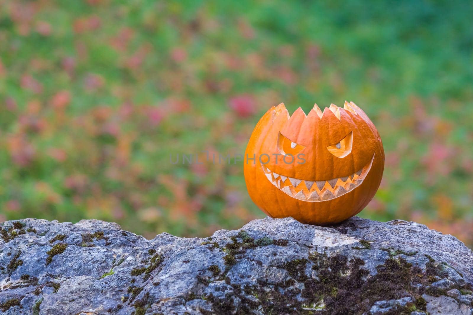 Big scary smiling halloween pumpkin with demon smile sitting alone in twilight nature. Spooky nightmare mystery scene at ocober 31st.