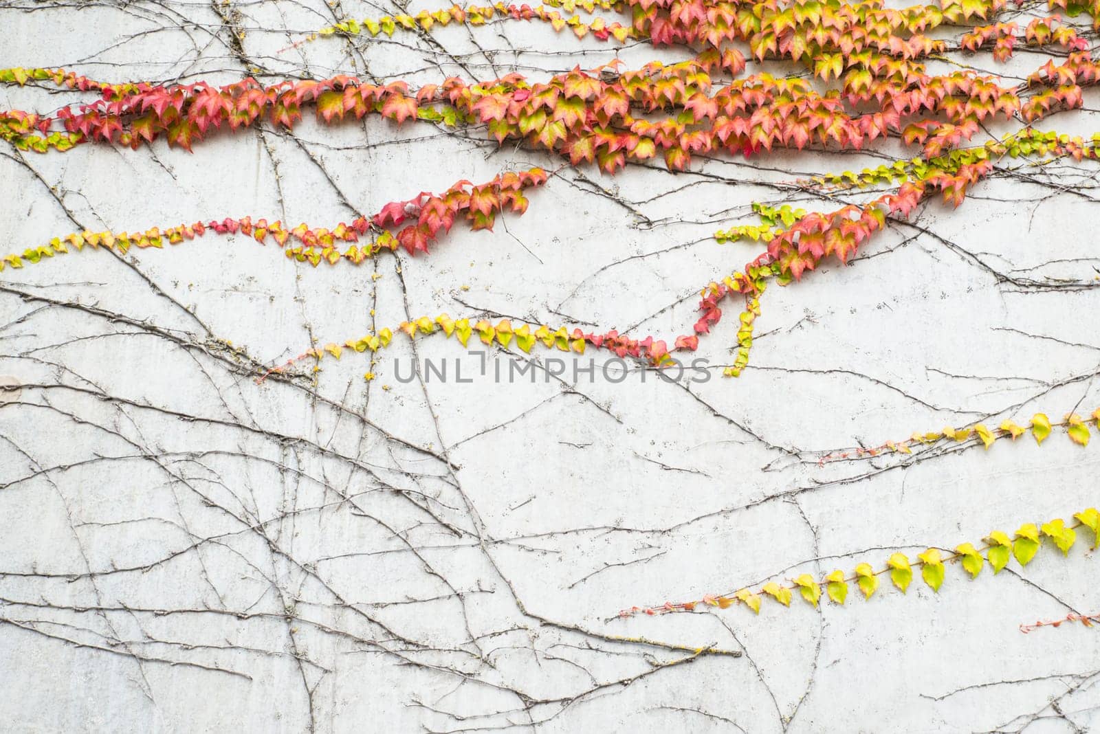 Ivy growing on a wall, autumn colours, background