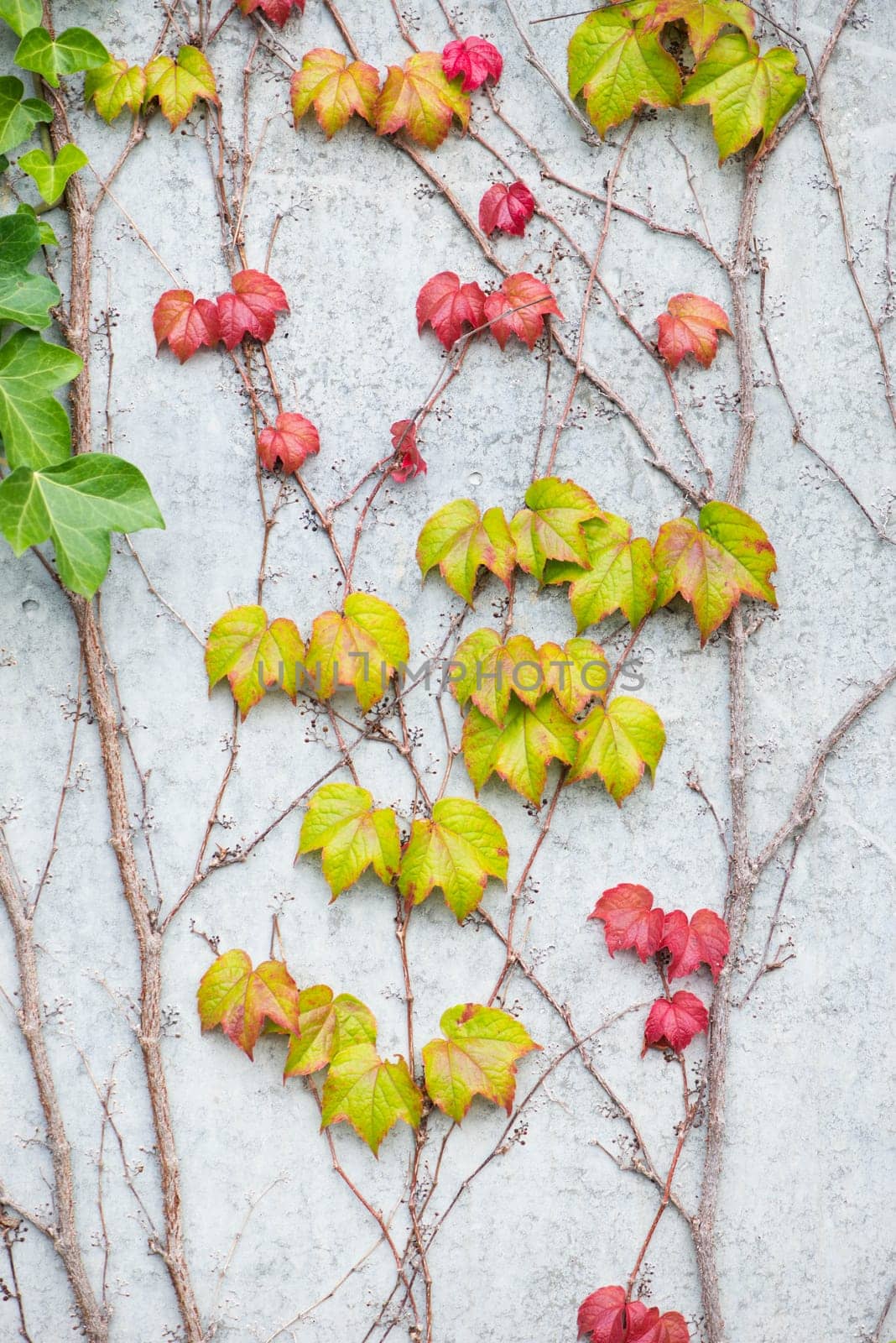 Ivy growing on a wall, autumn colours, background