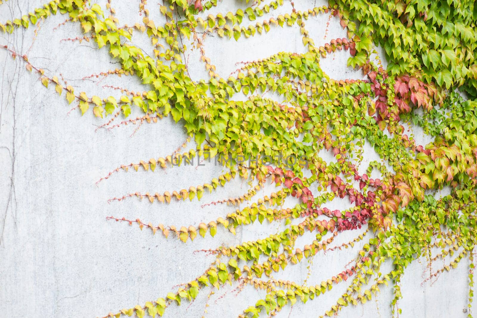Ivy growing on a wall, autumn colours, background