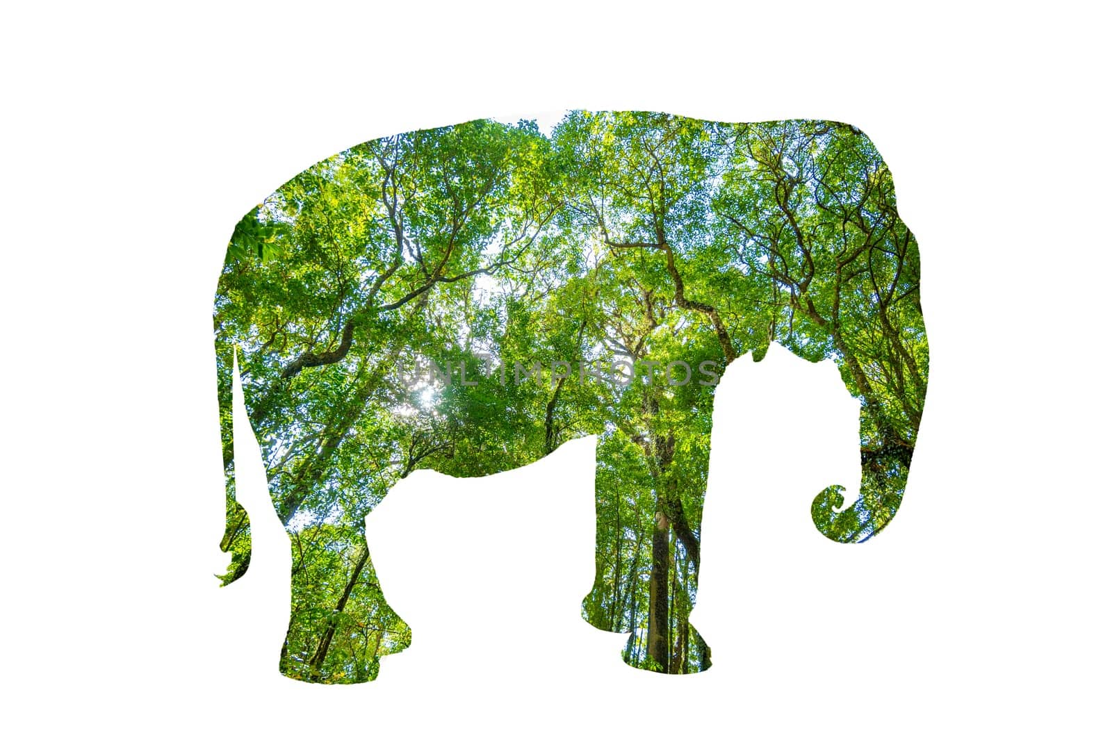 World Wildlife Day forest silhouette in the shape of a wild animal wildlife and forest conservation concept