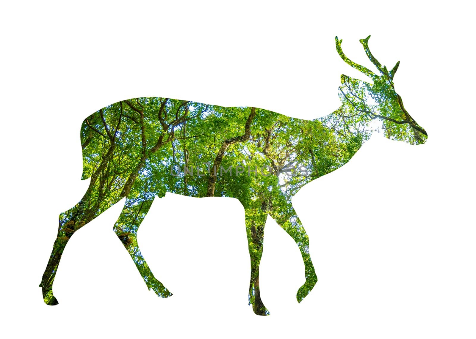 World Wildlife Day forest silhouette in the shape of a wild animal wildlife and forest conservation concept