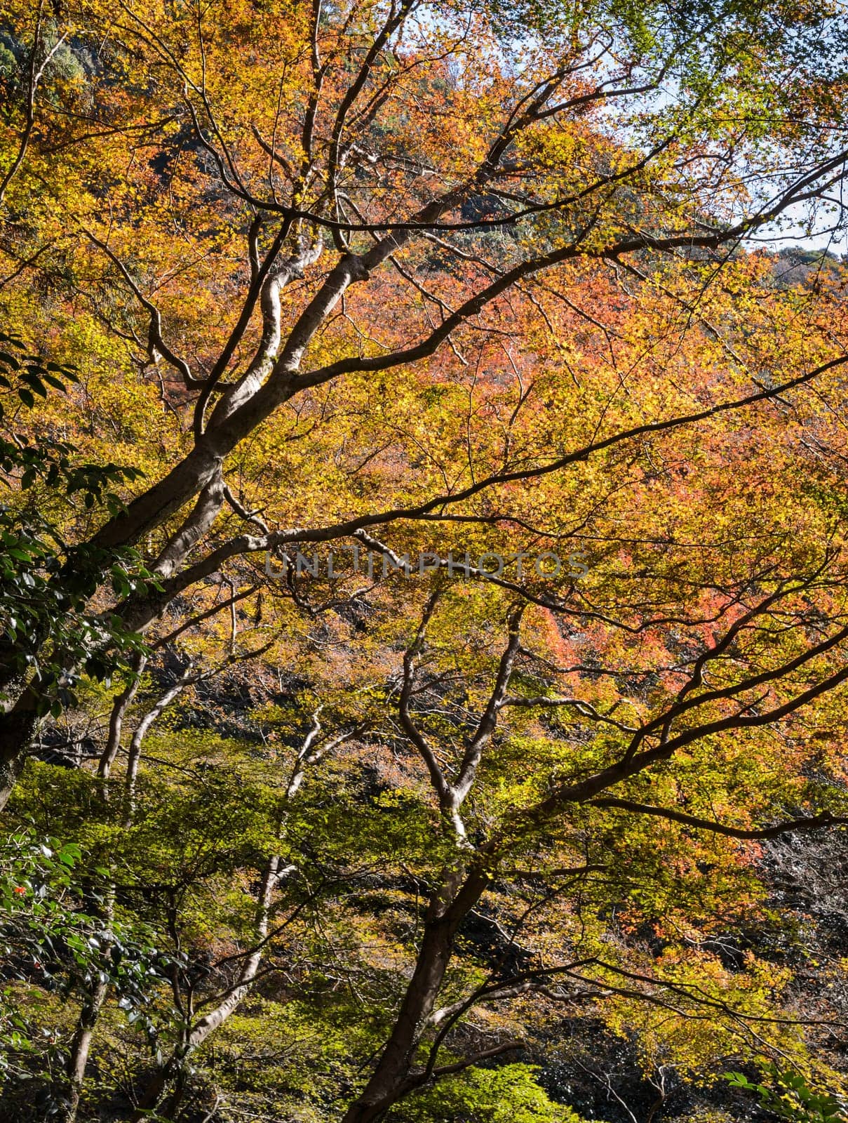 Minoo or Minoh park in autumn, Osaka, Japan. One of Japan's oldest national parks.