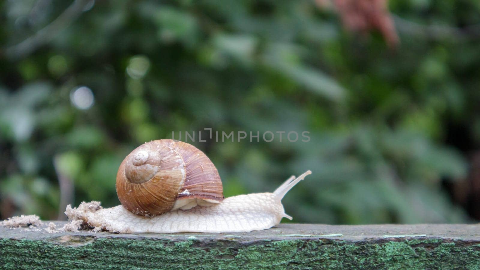 Large crawling garden snail with a striped shell. A large white mollusc with a brown striped shell. Summer day in the garden. Burgundy, Roman snail with blurred background. Helix promatia