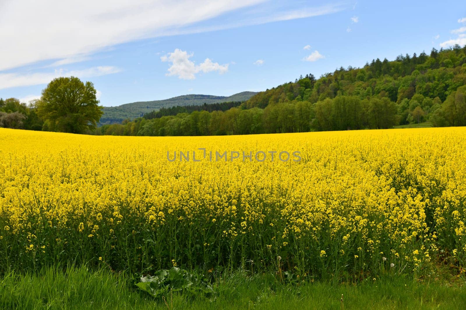 yellow flowering rapeseed field
