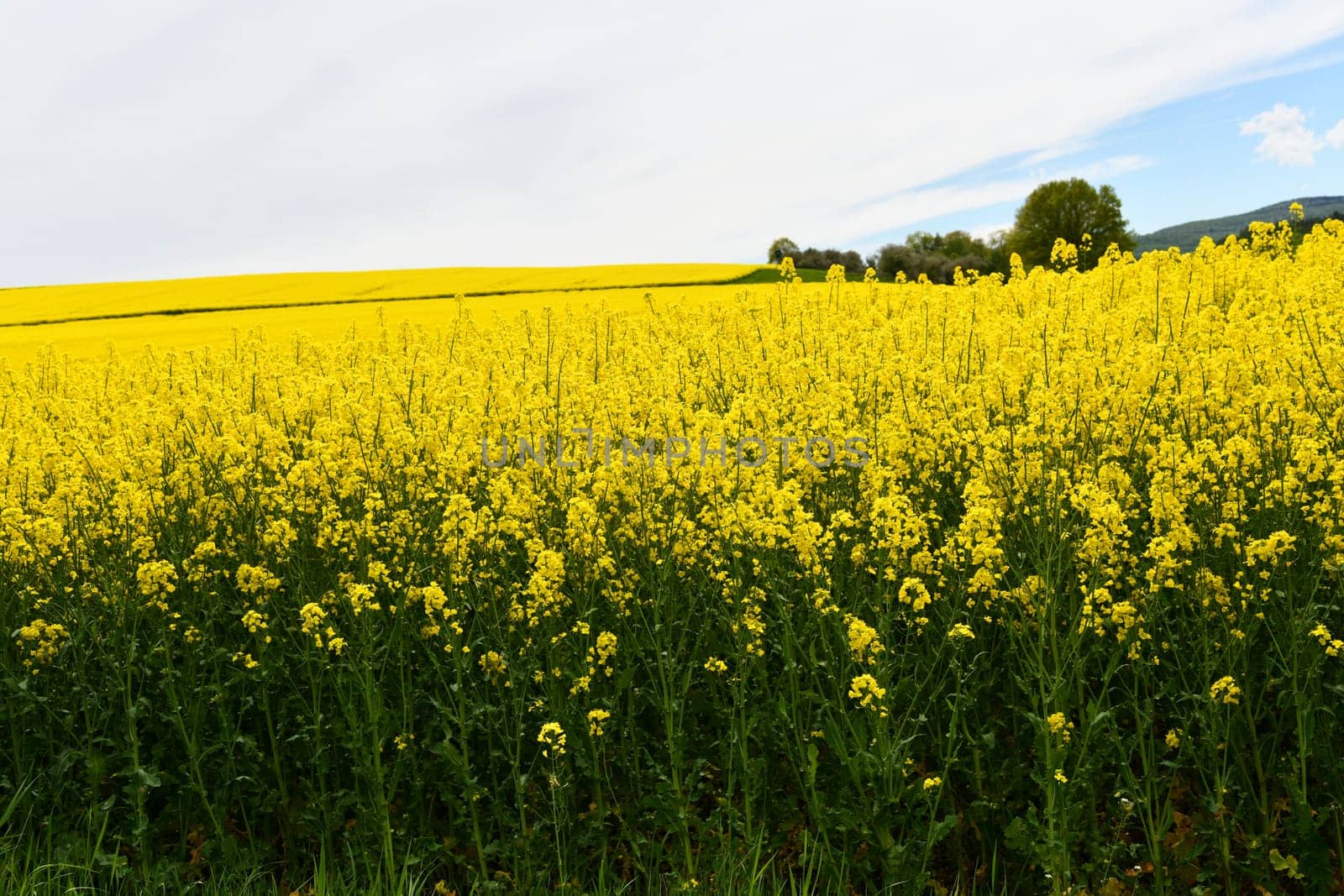 yellow flowering rapeseed field
