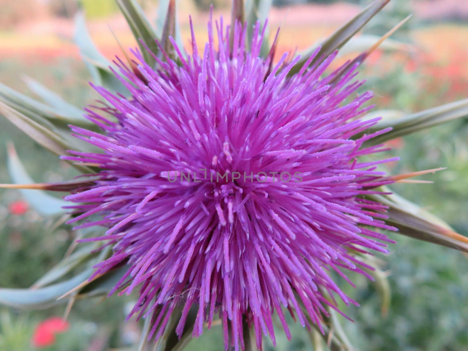 flower color pretty natural smell plant spring petals