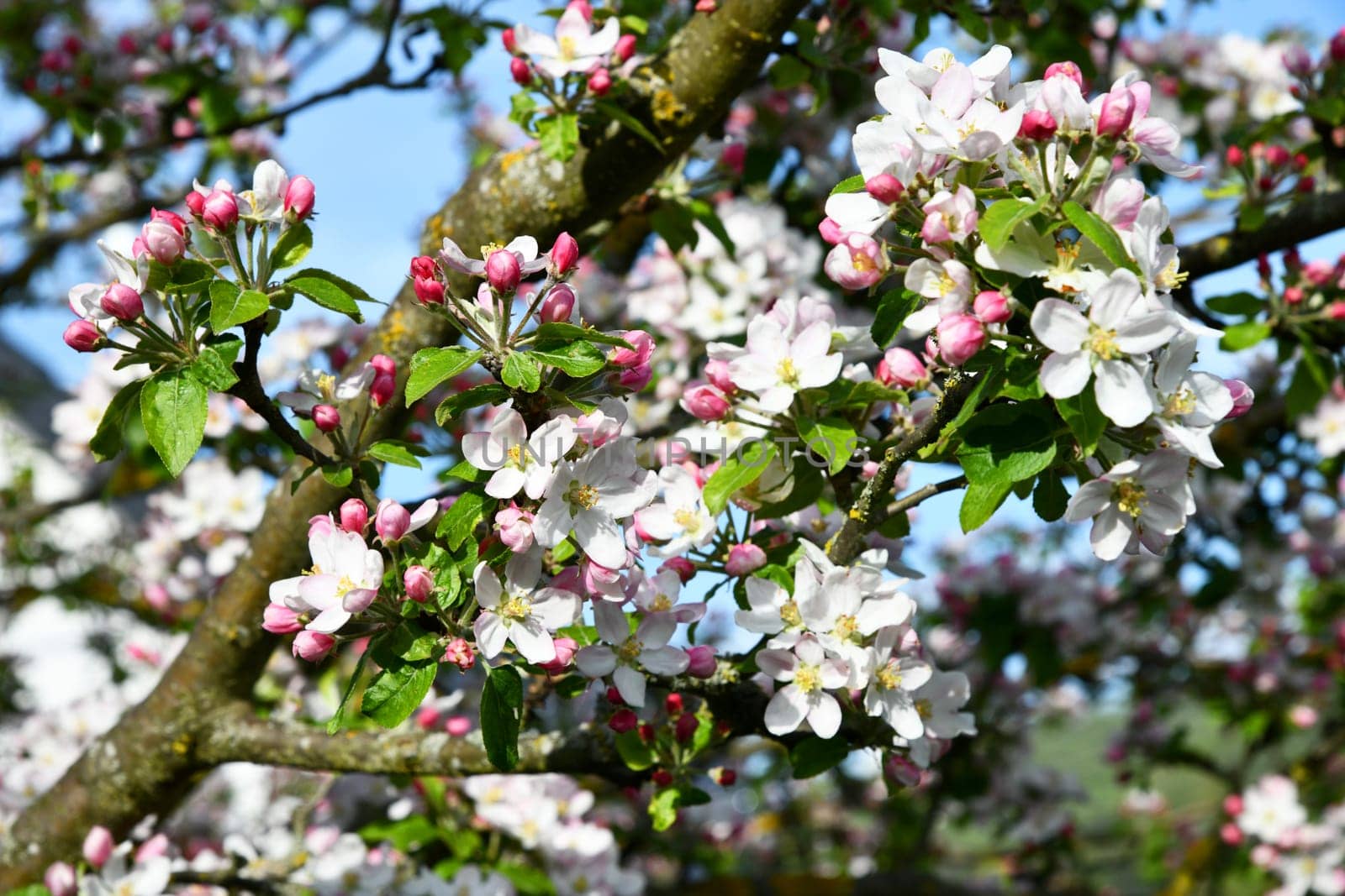delicate pink apple tree blossoms