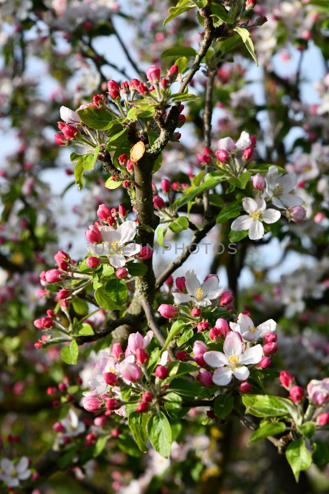 delicate pink apple tree blossoms