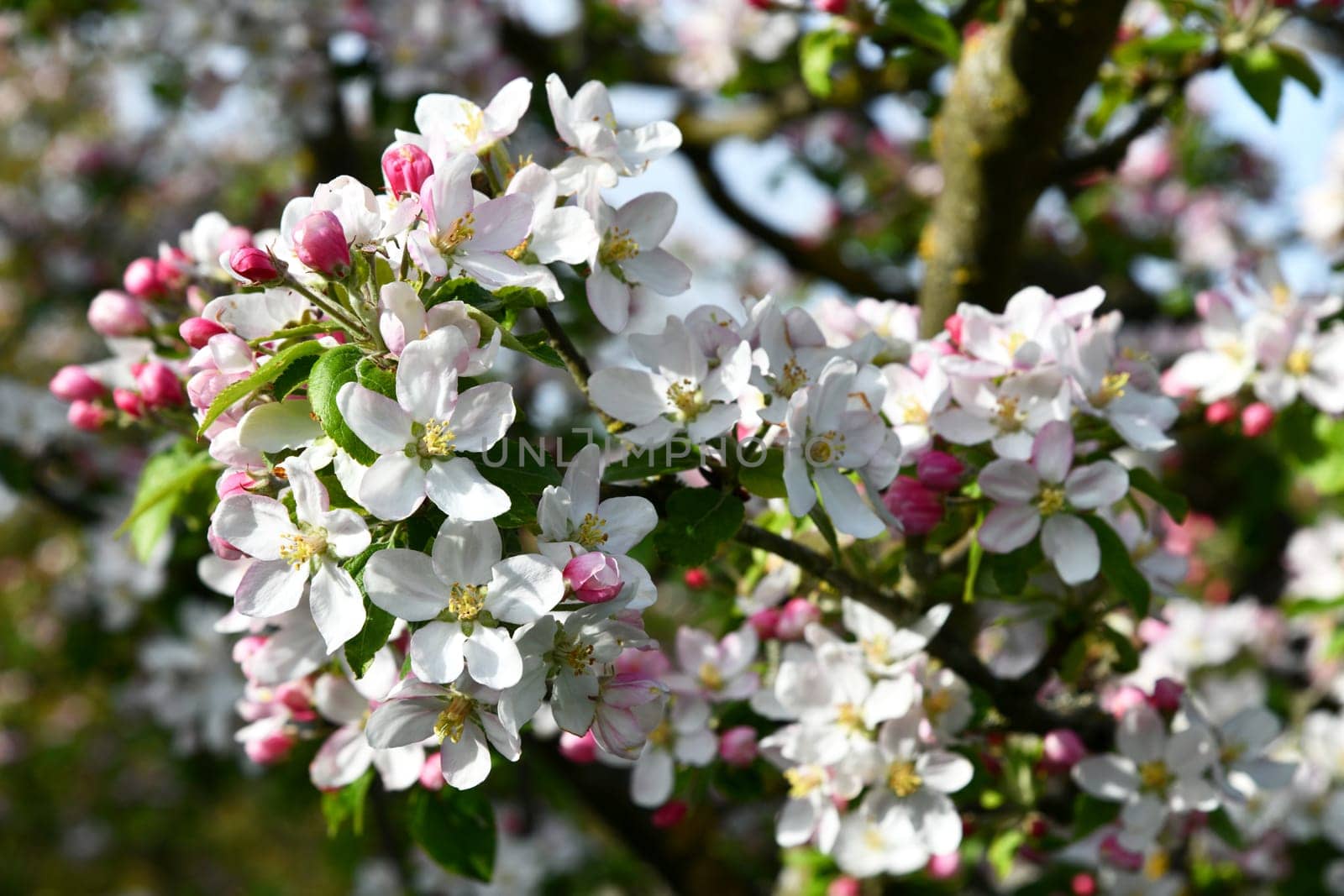 delicate pink apple tree blossoms