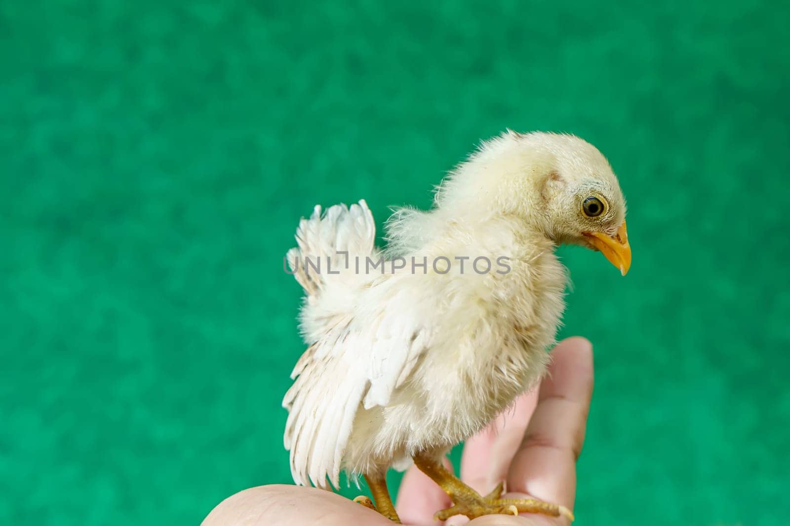 The yellow serama chicks on the man's palm.