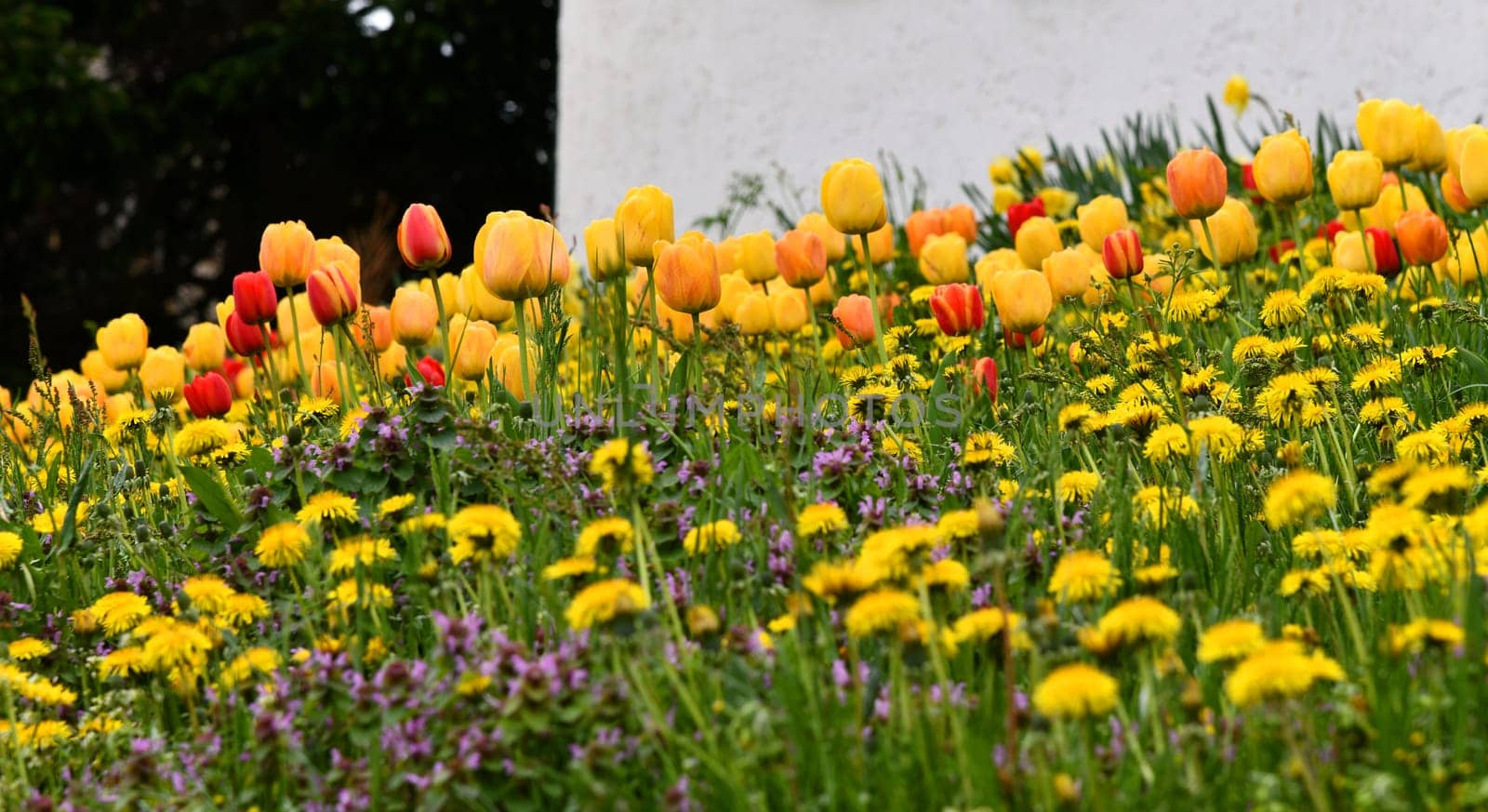 colorful spring flowers in the garden