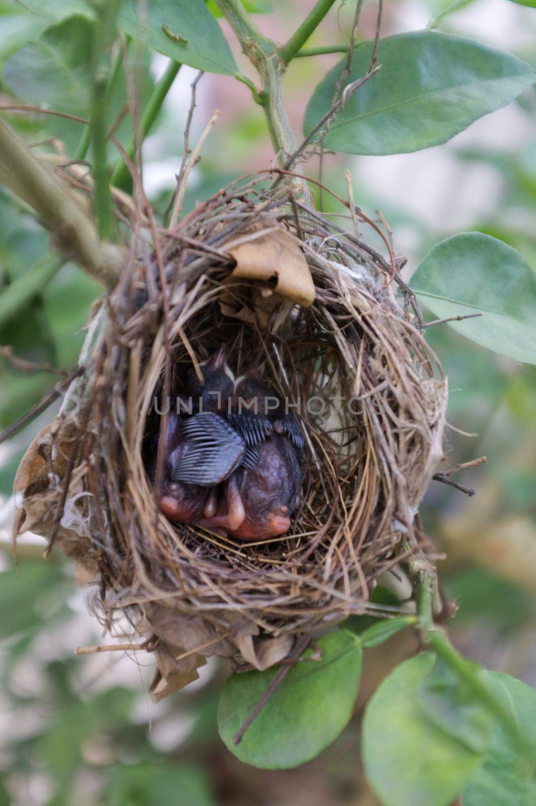 Two young birds sleeping in the nest.