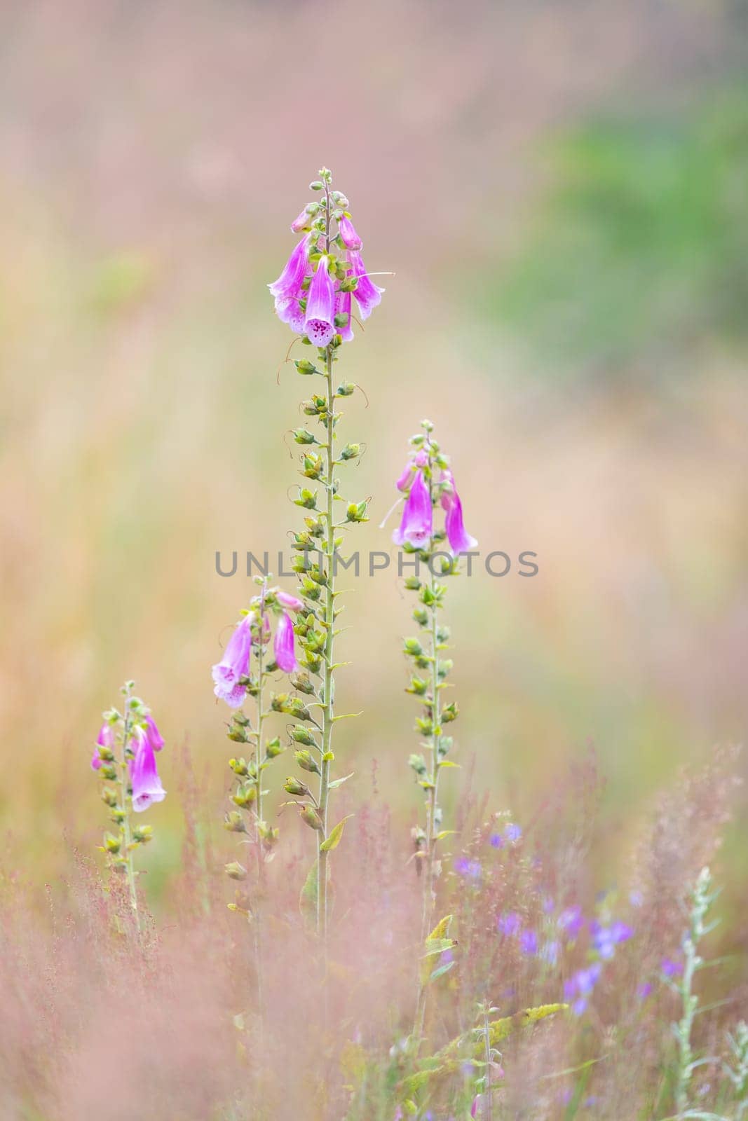 beautiful pink flower Purple foxgloves, Digitalis purpurea, in woodland, Czech Republic wilderness
