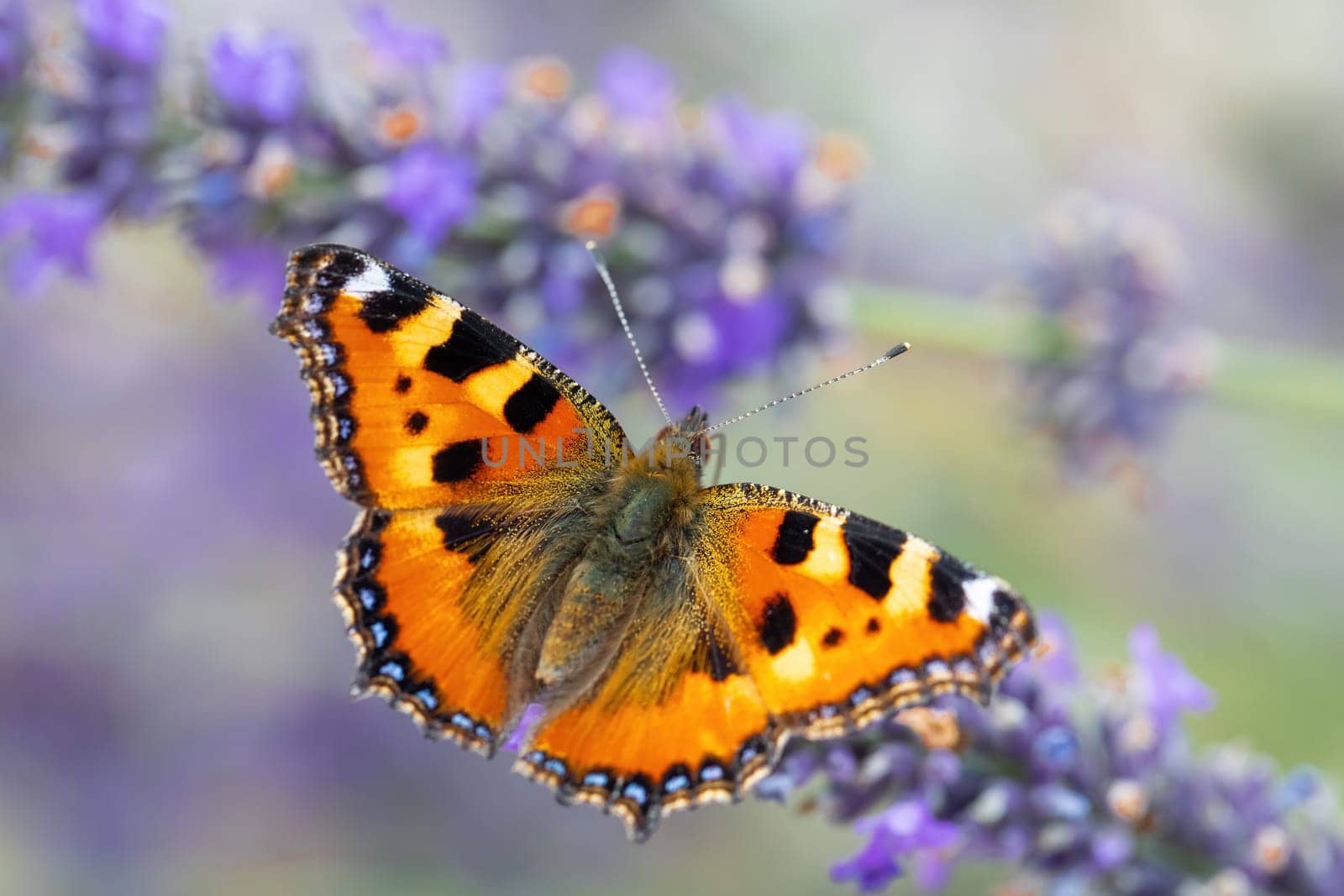 Small tortoiseshell, beautiful butterfly (Aglais urticae) on lavender. Europe, Czech Republic wildlife