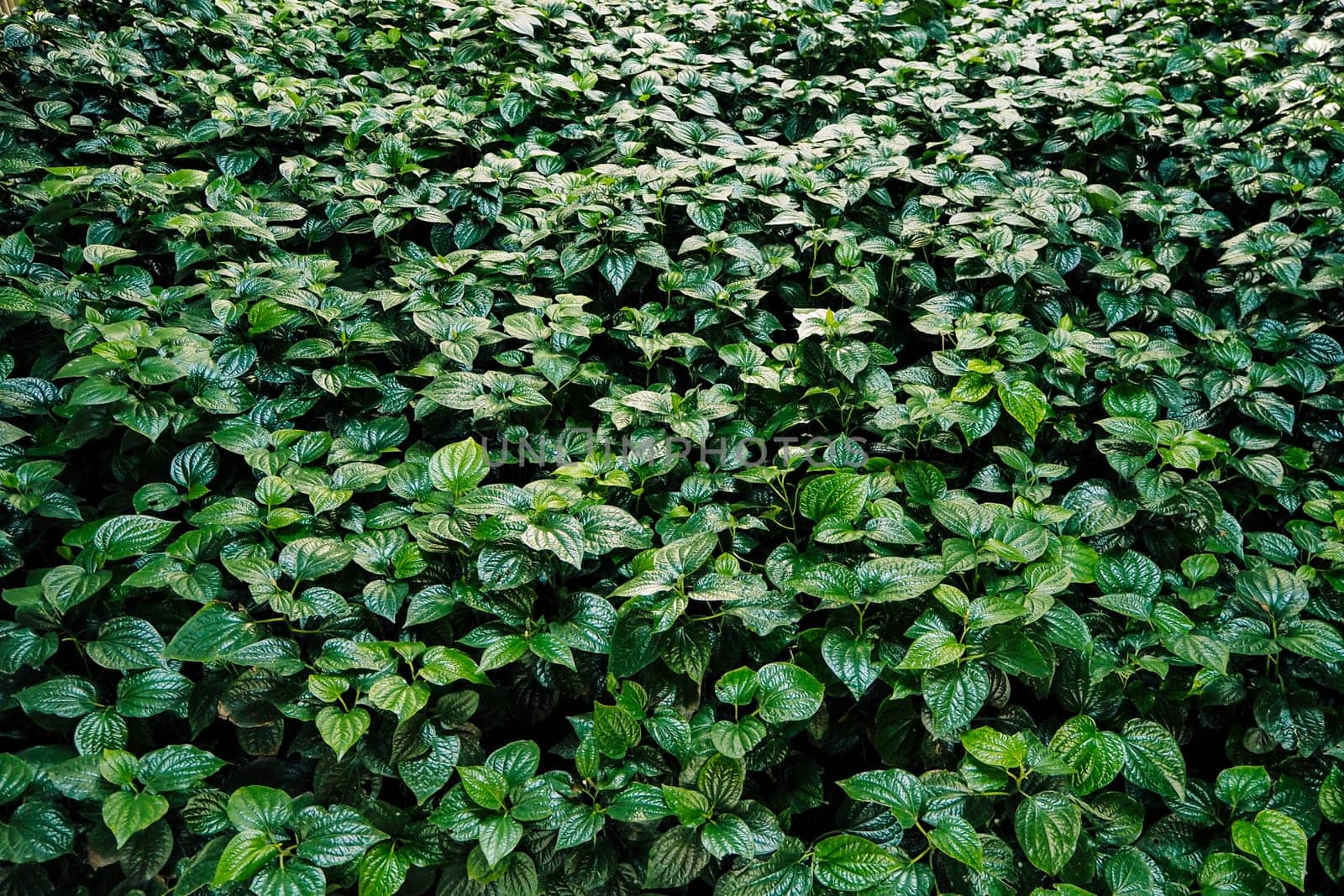 Fresh new green heart shaped leaves of Wild betel. Wild Pepper Betel Leaf Plant