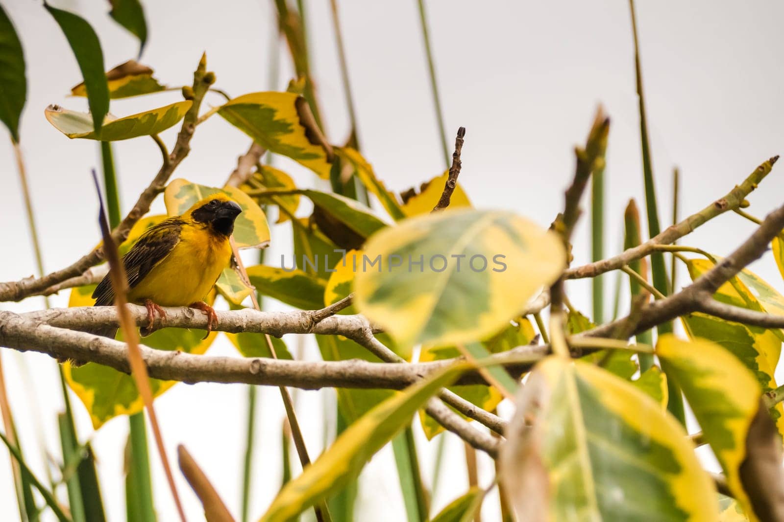 Asian Golden Weaver perching on grass stem in paddy field. Ploceus hypoxanthus bird in tropical forest