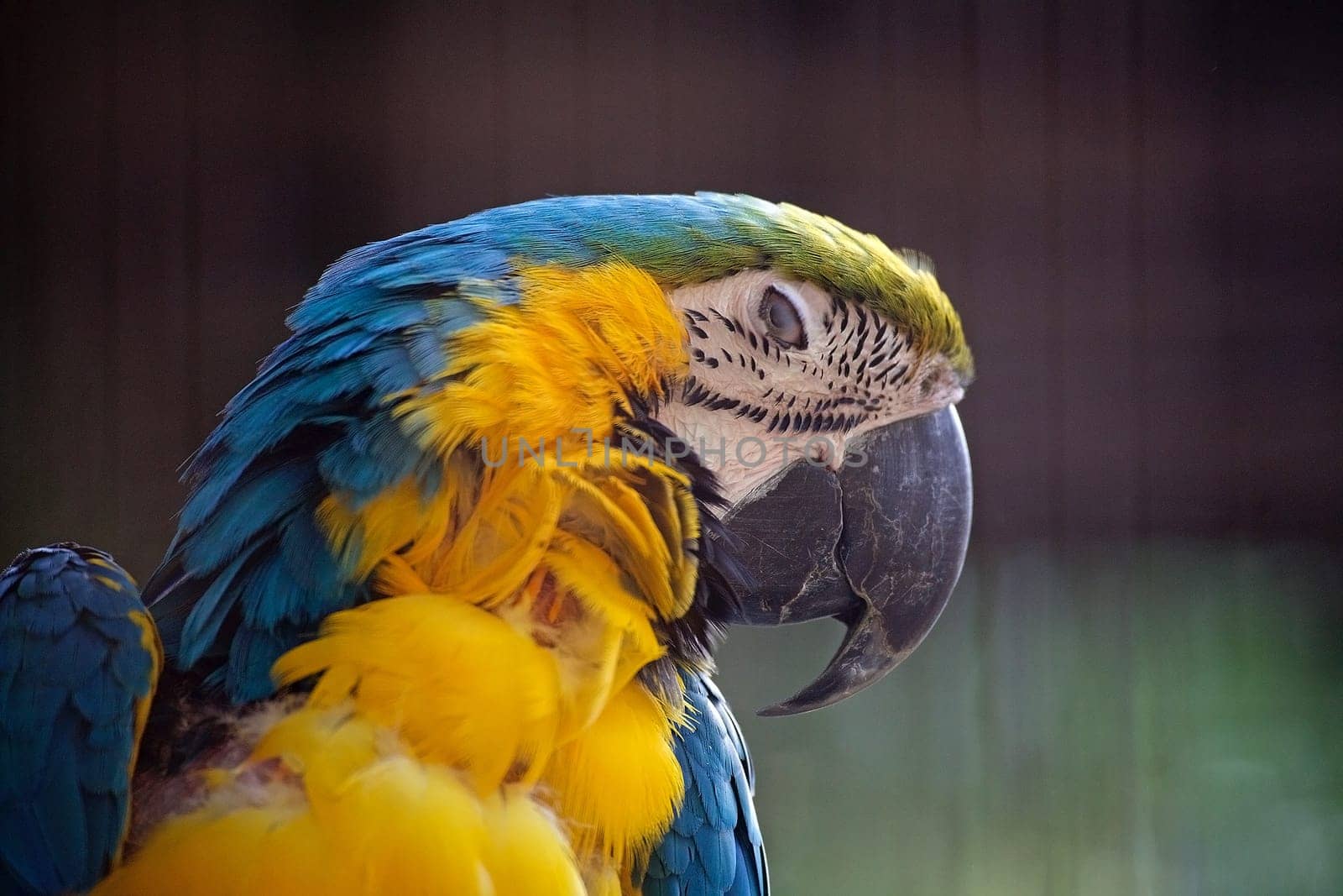 The blue and yellow macaw is a large South American parrot with mostly blue top parts and light orange underparts