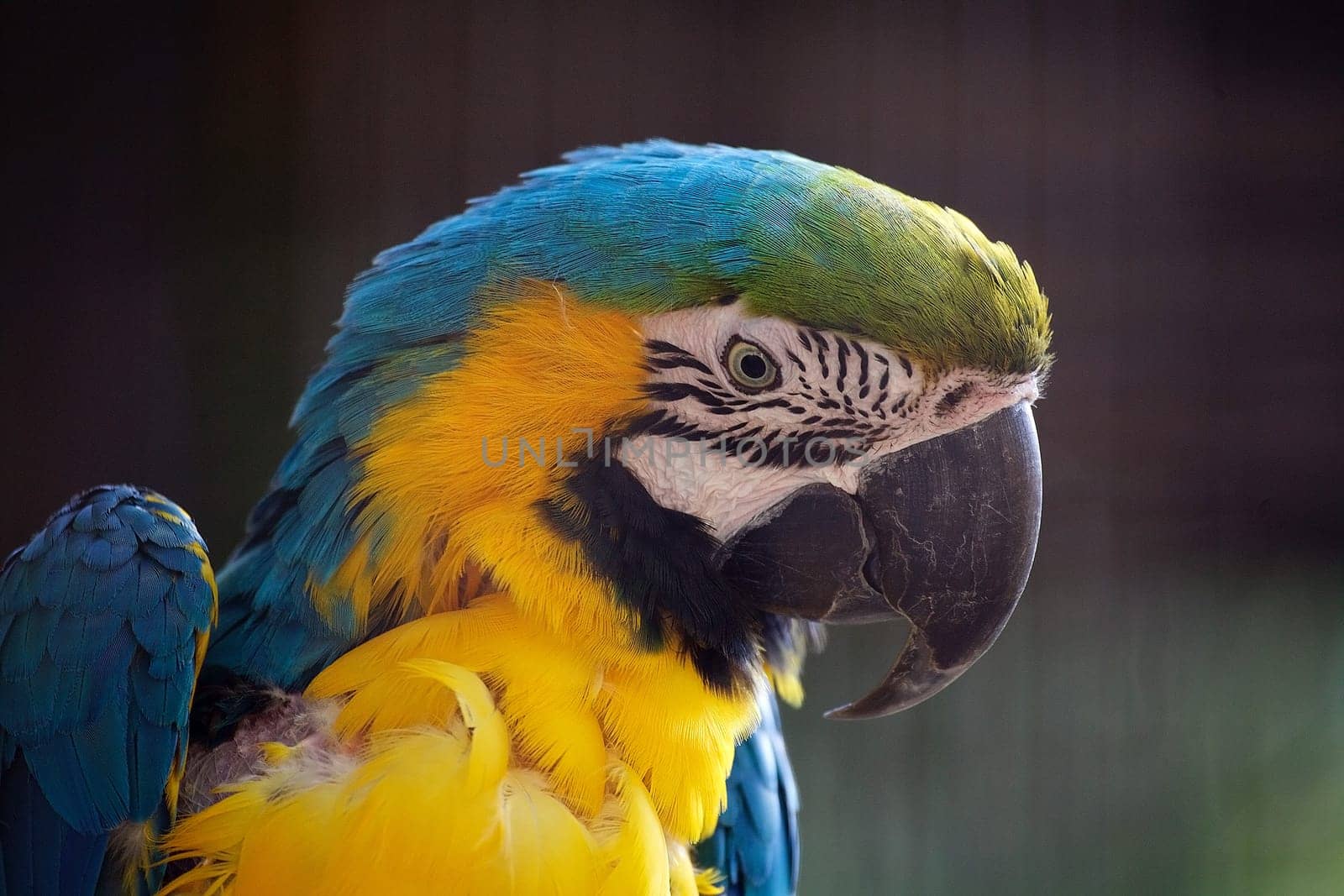 The blue and yellow macaw is a large South American parrot with mostly blue top parts and light orange underparts