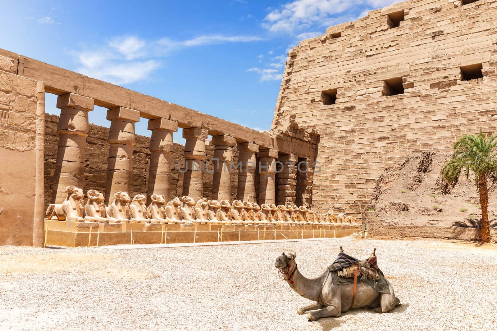 A camel near the Avenue of Rams, the Temple of Amun at Karnak, Luxor, Egypt.
