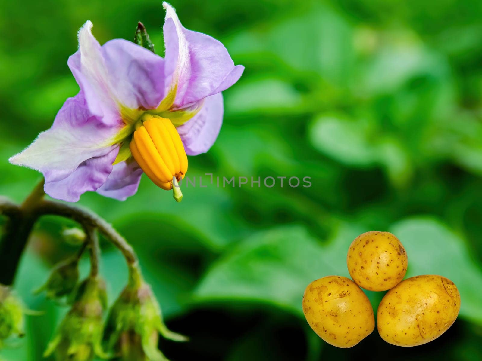 Harvest potatoes against the background of a flowering bush. Blooming potato bush flower. Raw food. Agricultural business. Farm harvest. Template for text. Business. Shop window.