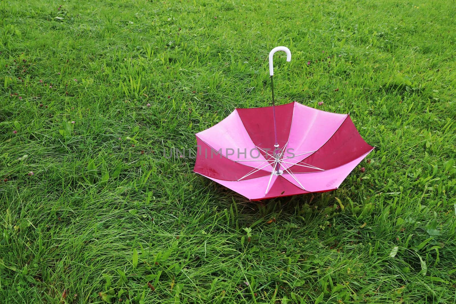 A red umbrella was blown away by the wind and lies on a wet meadow