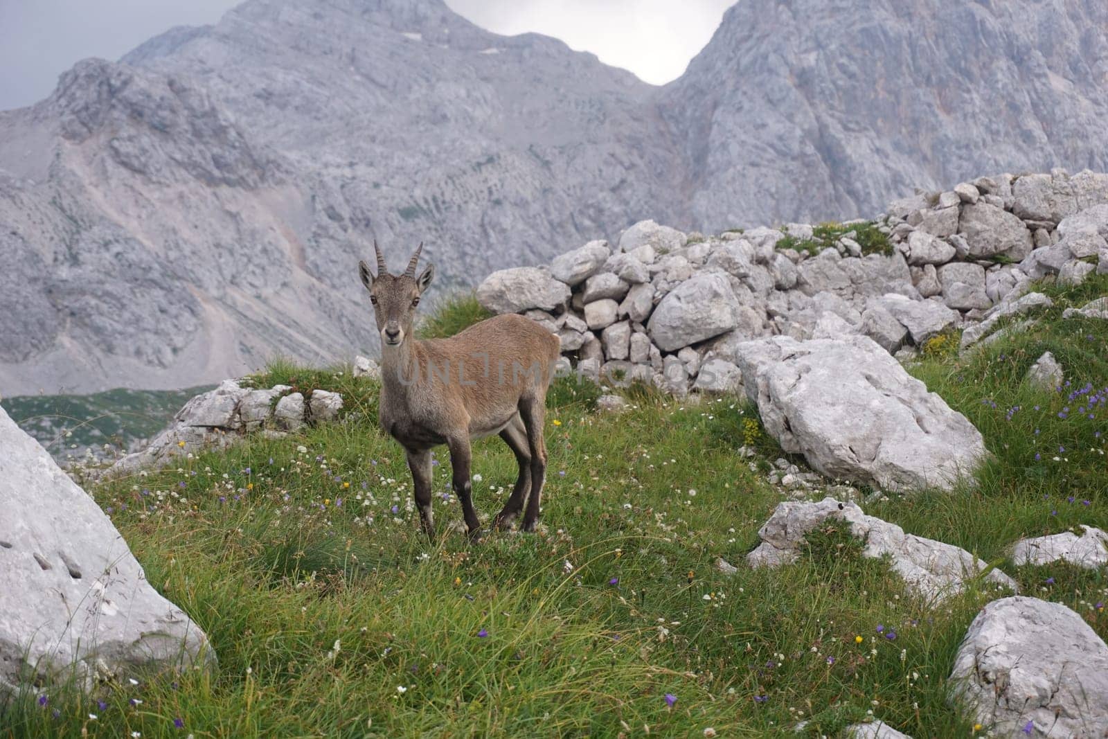 Curious fearless Chamois, Mountain Goat in the Julian Alps, Slovenia 2020