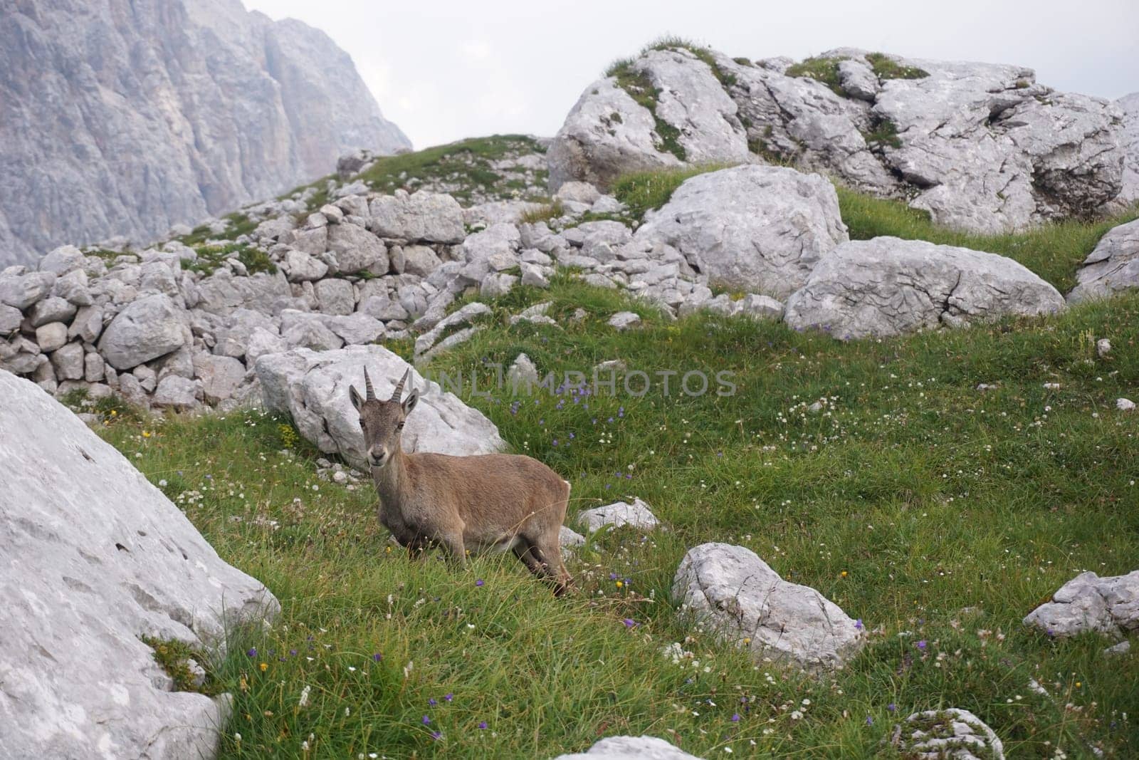curious chamois, mountain goat chewing on grass, Slovenia 2020