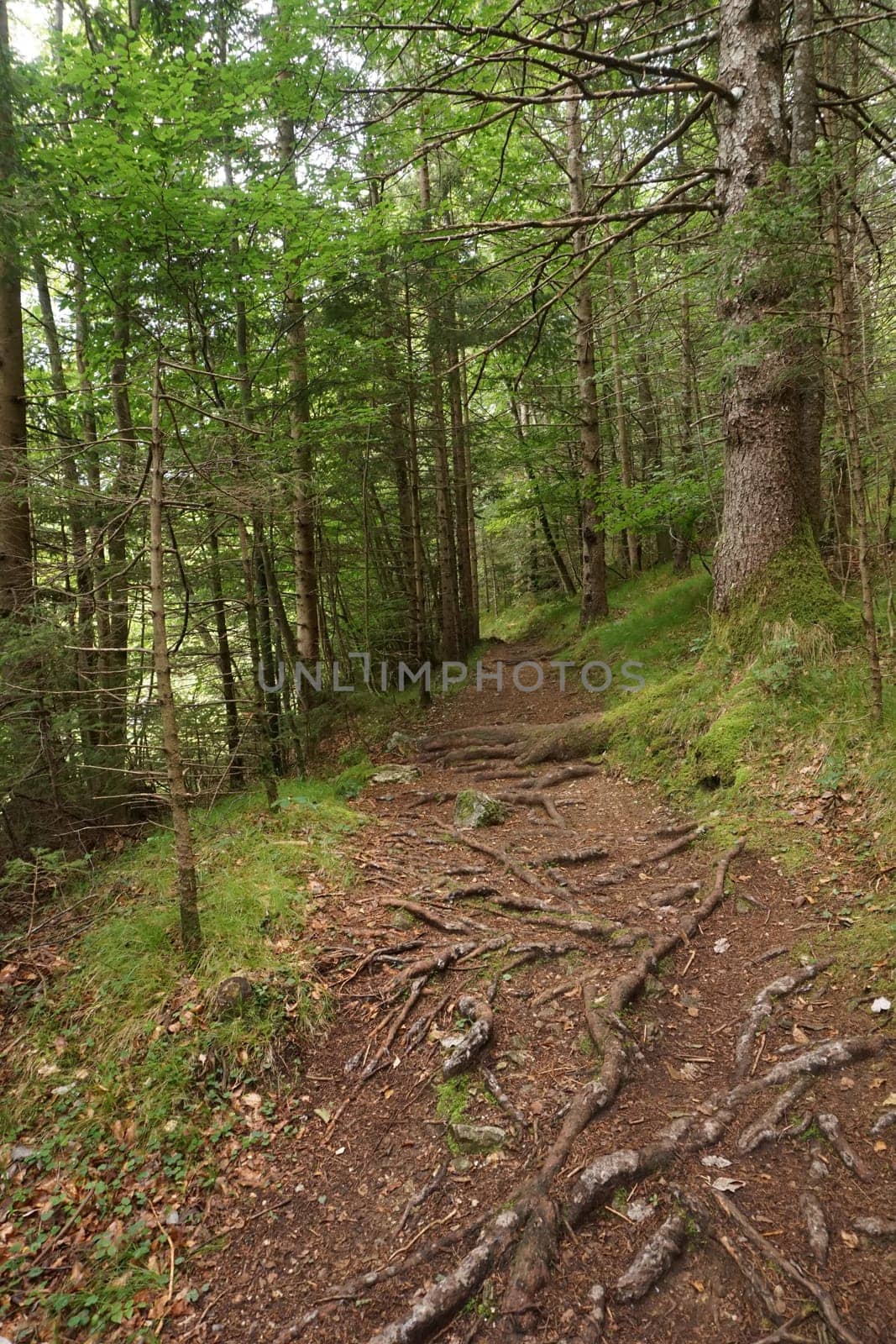 Roots on the path on the Soca Trail, Slovenia 2020