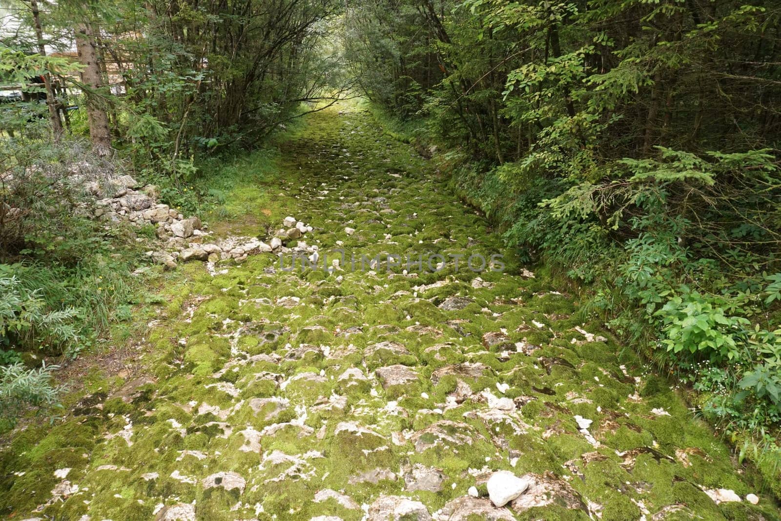 Dried riverbed overgrown by moss on the Soca Trail, Slovenia 2020