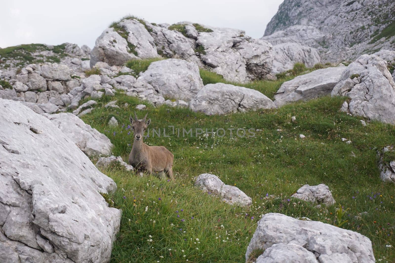 Curious Chamois, mountain goat chewing on a straw, Slovenia 2020