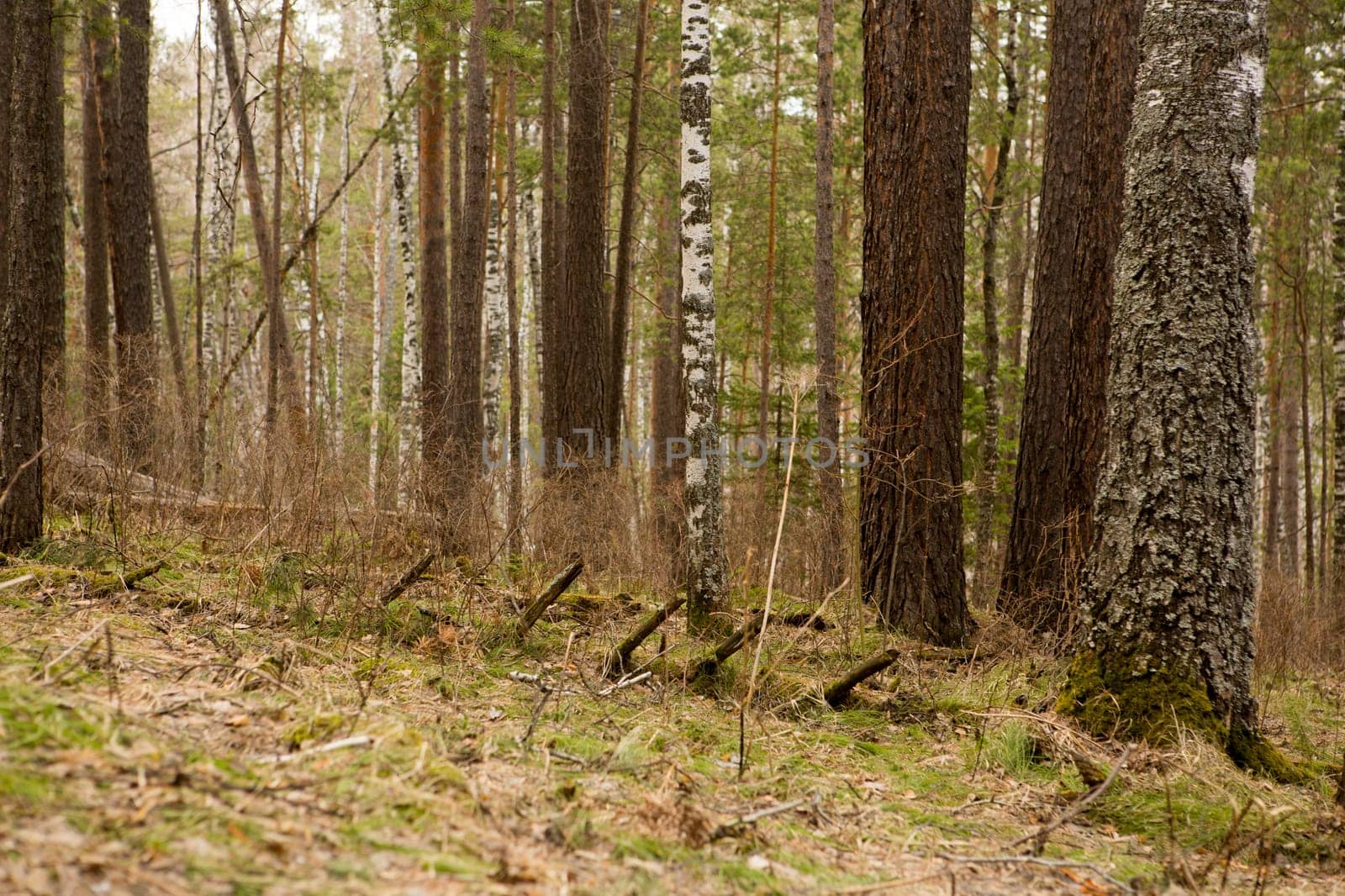 the road through the coniferous forest in spring