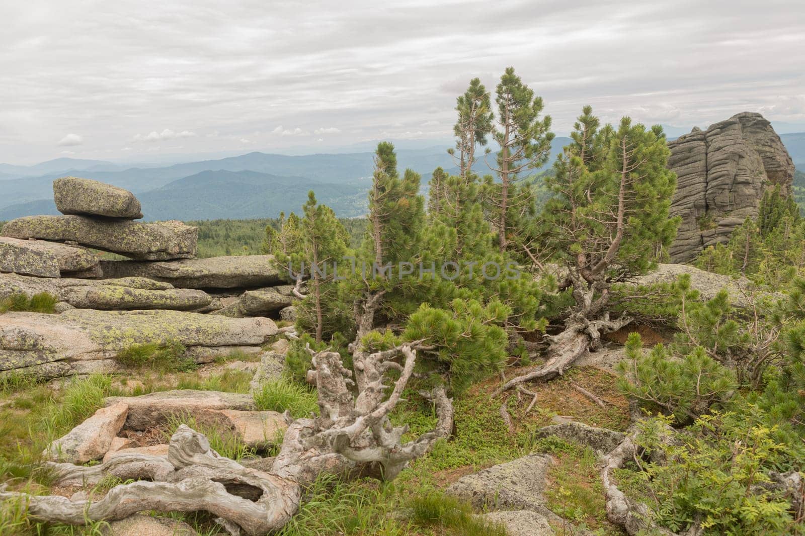 large kurum stones lie in the forest in the mountains, stones covered with moss, against the background of the forest, mountain landscape, high in the mountains..