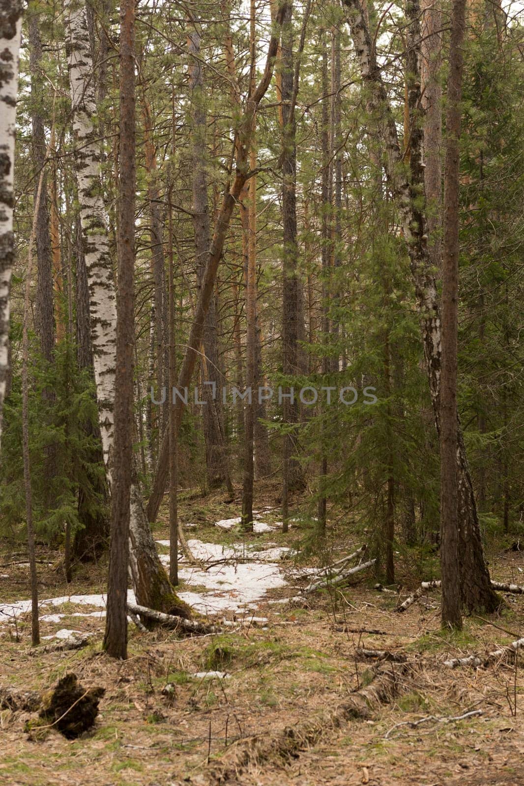 the road through the coniferous forest in spring