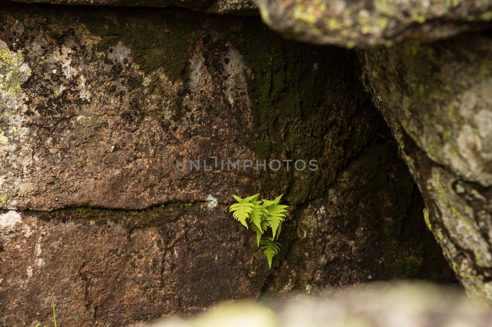 large kurum stones lie in the forest in the mountains, stones covered with moss, against the background of the forest, mountain landscape, high in the mountains..