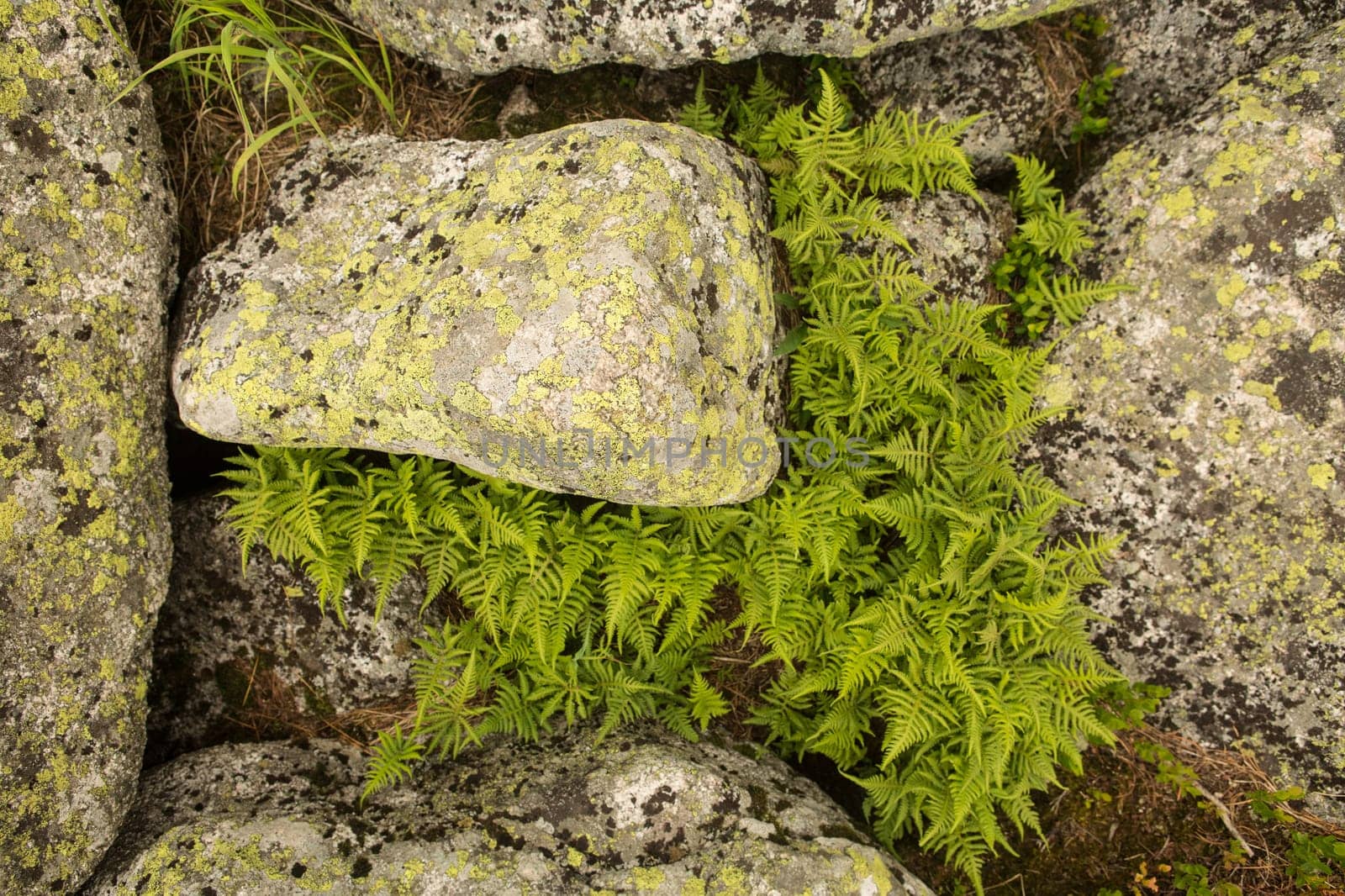large kurum stones lie in the forest in the mountains, stones covered with moss, against the background of the forest, mountain landscape, high in the mountains..